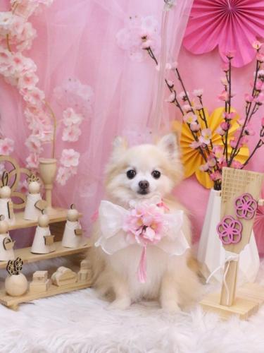 20250316小豆くん